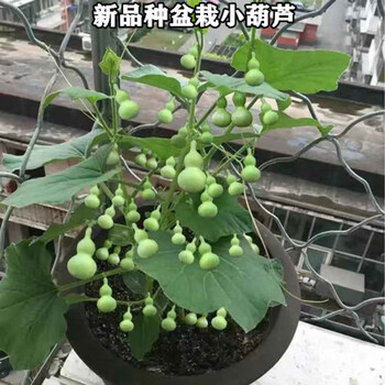特小手捻小葫芦种子花卉盆栽易活四季葫芦瓜种子苗大全批发特小手捻