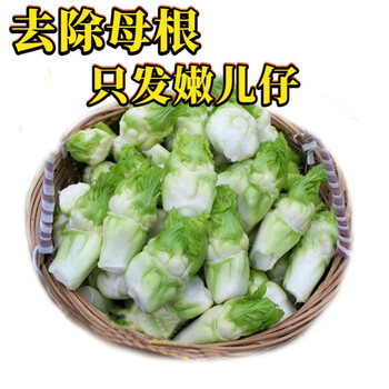 四川脆嫩抱儿菜新鲜母子菜芥菜泡菜料5斤