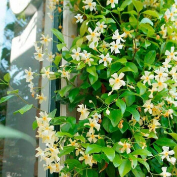 風車茉莉爬藤植物垂絲絡石藤四季開花苗室內陽臺花卉盆栽常青綠植黃色