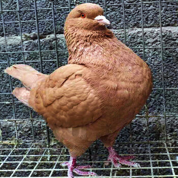 超大体雪花元宝鸽子一对公一母正宗圆环鸽子活物一对活体观赏鸽蛋 大