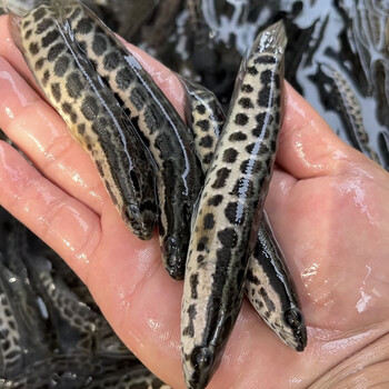 黑鱼苗乌鱼苗生鱼活体财鱼斑鱼凶猛冷水鱼观赏鱼淡水鱼好养 黑鱼苗8