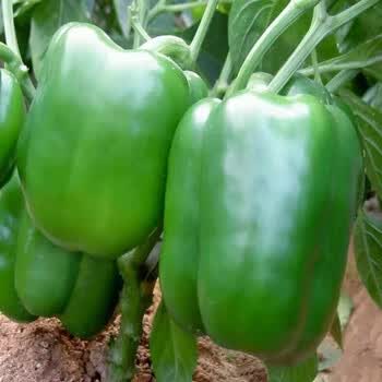 香馜河南农家圆椒菜椒辣椒新鲜蔬菜皮厚肉多清甜灯笼辣椒2斤3斤5 2斤