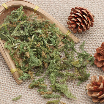 伸筋草250g克马尾筋骨草泡脚毛狮舒筋草石松狮子天然中药材伸筋草100