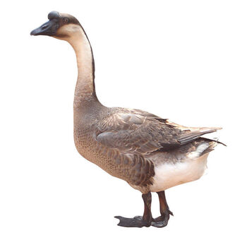 广东黑棕鹅肉整只现杀大鹅农家散养新鲜生态养殖现宰肉质冷冻生鲜