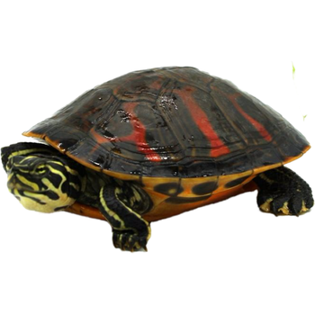 家养外塘宽纹火焰龟碌火焰龟苗素食乌龟活物宠物观赏龟深水吃鱼粪