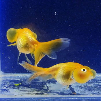 小水泡金鱼冷水活体金鱼观赏鱼好养耐火小鱼苗 3-4cm小水泡15条