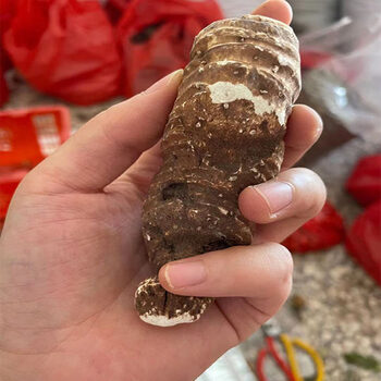 云南重楼中药材500g七叶一枝花草河车独角莲片蚤休滇重楼片粉 大个