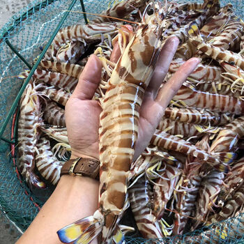 南海野鲜活斑节虾特大号九节虾新鲜花虾基围虾海虾黑虎虾竹节虾精选2