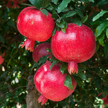 软子石榴树树苖特大盆栽庭院种植石榴果树苖当年结果树 大红袍石榴:四