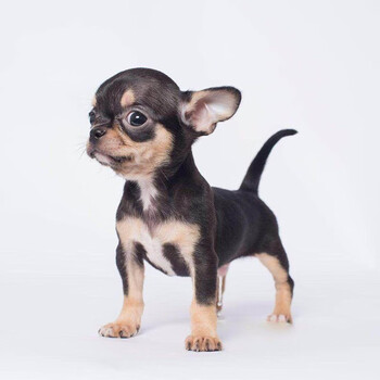 【30天质保】吉娃娃犬幼犬幼崽纯种宠物狗狗吉娃娃狗小型犬 精选a级