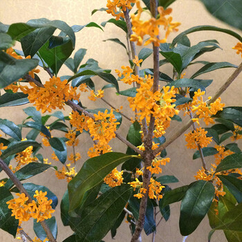 精品沉香桂四年苗 当年开花 不含盆