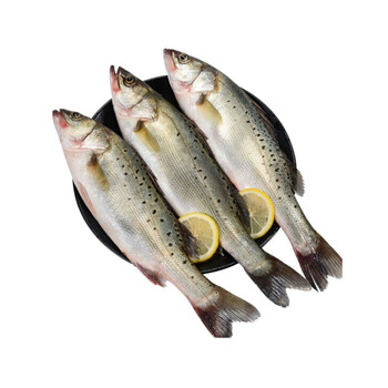 海鲈鱼鲜活冷冻鲈鱼 三去冰冻海鱼 活体现杀海鲜水产 1斤(一条)