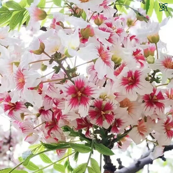 流彗文冠果树苗文冠花树苗浓香型状元花室内外阳台庭院文冠果花盆景四