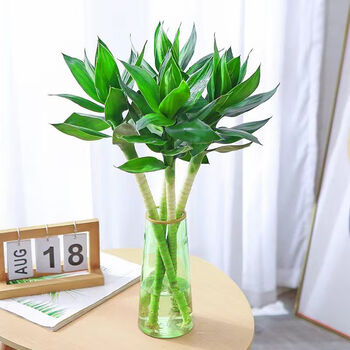 茗羽珺玥富贵竹开运直竹文昌竹4支 带根节节高水培文昌竹绿植花卉植物