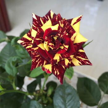 玫瑰花苗多季开花阳台灌木系列花卉月季植物盆栽流星雨原盆原土发货