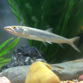 观赏宠物鳡鱼鳡鱼鱼感鱼鱤鱼水花狗鱼冷水观赏凶猛鱼老虎鱼河虎鱼