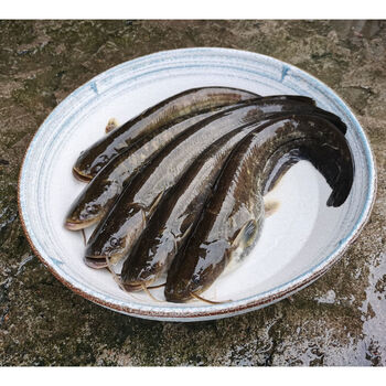 皓谦鲶鱼现杀生鲜土鲶鱼胡子鲶八须鱼大口鲶鱼活体宰杀 鲶鱼二斤(4-6