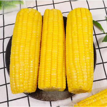 鲜食云谷 黄糯玉米棒 东北香甜糯黏苞米 真空包装7分熟  7分熟花糯