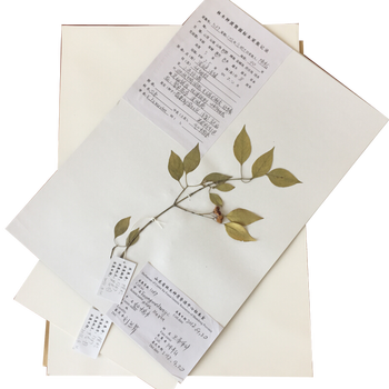 植物标本制作工具 腊叶标本制作工具台纸a3 a4卡纸