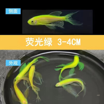 斑馬魚新手魚群游魚冷水魚小型燈科魚好養活體觀賞魚 碟翼長尾熒光綠3