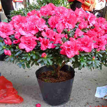 意轩杜鹃花苗 四季开花带花苞发货盆栽花卉 室内客厅阳台绿色植物盆景 印度红 三年苗(带花苞)