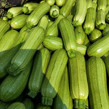 现摘现发新鲜蔬菜云南特产农户自种西葫芦嫩茭瓜三月瓜小瓜西葫芦3斤