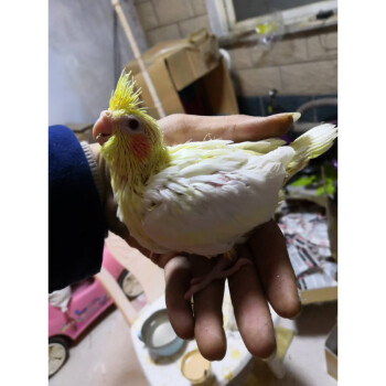 鳥活體黃化玄鳳鸚鵡幼鳥雛鳥活體桃面類牡丹大頭虎皮黃桃綠桃 一隻