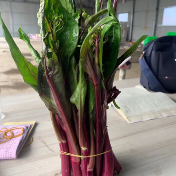 湖北新鲜红菜苔洪山菜苔打霜红油紫菜薹农家自种菜苔精挑细选4斤装