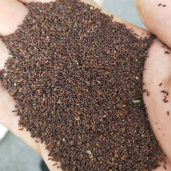 大小叶荆芥种子夏季凉拌阳台庭院植物种籽四季播种植穗大产量高饱满