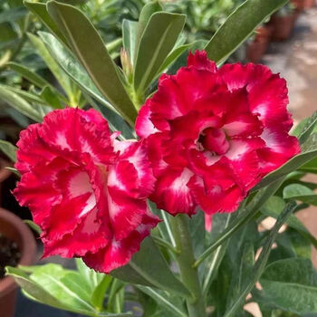 谊味沙漠玫瑰盆栽花苗重瓣带花老桩四季开花不断好养阳台花卉多肉植物