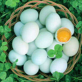智田喜高原跑山土鸡蛋散养30枚农家柴鸡蛋笨鸡蛋月子蛋现捡新鲜谷物