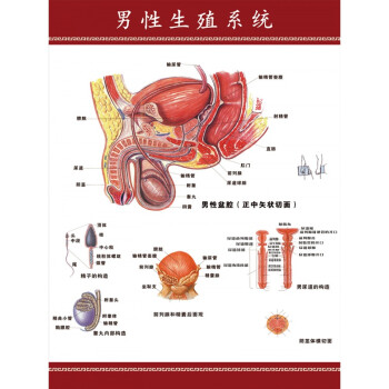 尿道解剖 结构图图片