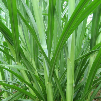 甜象草種孑養殖畜牧多年生四季種子養牛田象草餵牛的飼料草種 皇竹草