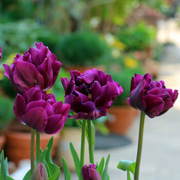 重瓣郁金香 小黑人 【4颗球】 11-12cm