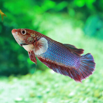 办公室客厅观赏斗鱼 热带淡水鱼水族活体宠物 半月斗鱼 母鱼1条(颜色