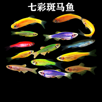 鱼冷水鱼观赏鱼淡水小型原生鱼灯科鱼好养耐活鱼斑马鱼 七彩斑马鱼 10