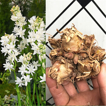 晚香玉种球 重瓣晚香玉盆栽 晚香玉花苗阳台盆栽大种球浓香型花卉