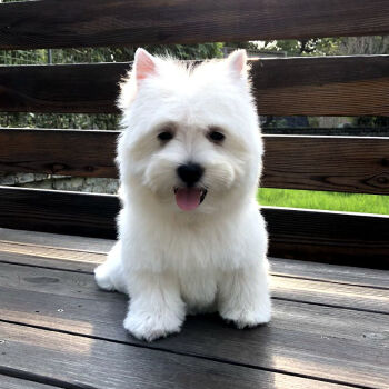 白色狗狗品种小型图片