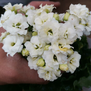 长寿花带花苞盆栽重瓣花大花苗新品种凤尾宫灯长寿花 2号白雪【三棵