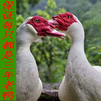 春节正常发货现杀三年老鸭农家散养三年老番鸭红脸鸭鸳鸯鸭藤鸭 三年