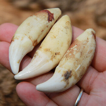 珍韵缘品相好53到54厘米大獒牙真狗牙齿狼牙吊坠男女饰品情侣项链礼物