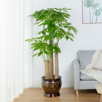 涞思芊品质保证大型绿植室家庭花卉室内客厅办公室大盆落地绿植盆栽