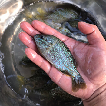 族萃小型观赏原生活体太阳鱼苗蓝鳃杂交金边新品淡水工厂化养殖冷水鱼