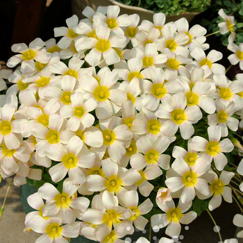 ob系列酢浆草种球 多年生繁殖快好养易活观花植物新手易养护 锂辉石 5