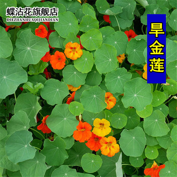 蝶沾花夏季室外矮生花种子旱金莲四季种易活花卉盆栽旱莲花秋季易种旱荷花庭院绿化花草阳台花卉种子旱金莲50粒 图片价格