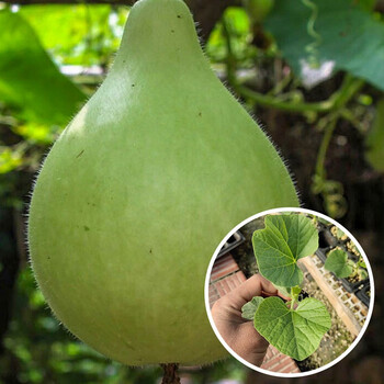 寿禾葫芦苗种子手捻特小特大亚腰四季阳台盆栽菜葫芦苗5棵