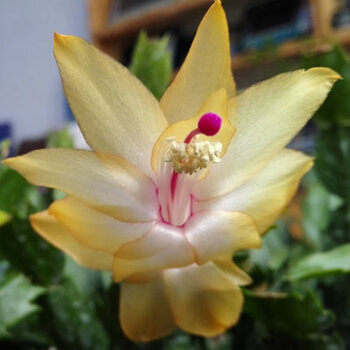 蟹爪兰蟹爪莲蟹爪兰花苗盆栽花卉植物室内阳台四季开花f6金媚8颗不含