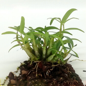 正宗霍山米斛苗石斛苗盆栽种植超铁皮石斛苗绿植室内米斛30株左右不含
