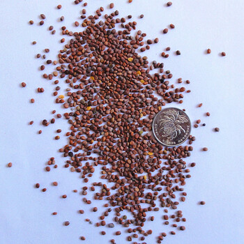 纳格兰农家阳台大田春秋四季播种果蔬种子盆栽种植红丁萝卜 樱桃萝卜