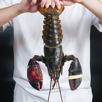 青樱红荔鲜活波士顿龙虾新鲜包活大龙虾海鲜水产 【2只装】550-450g